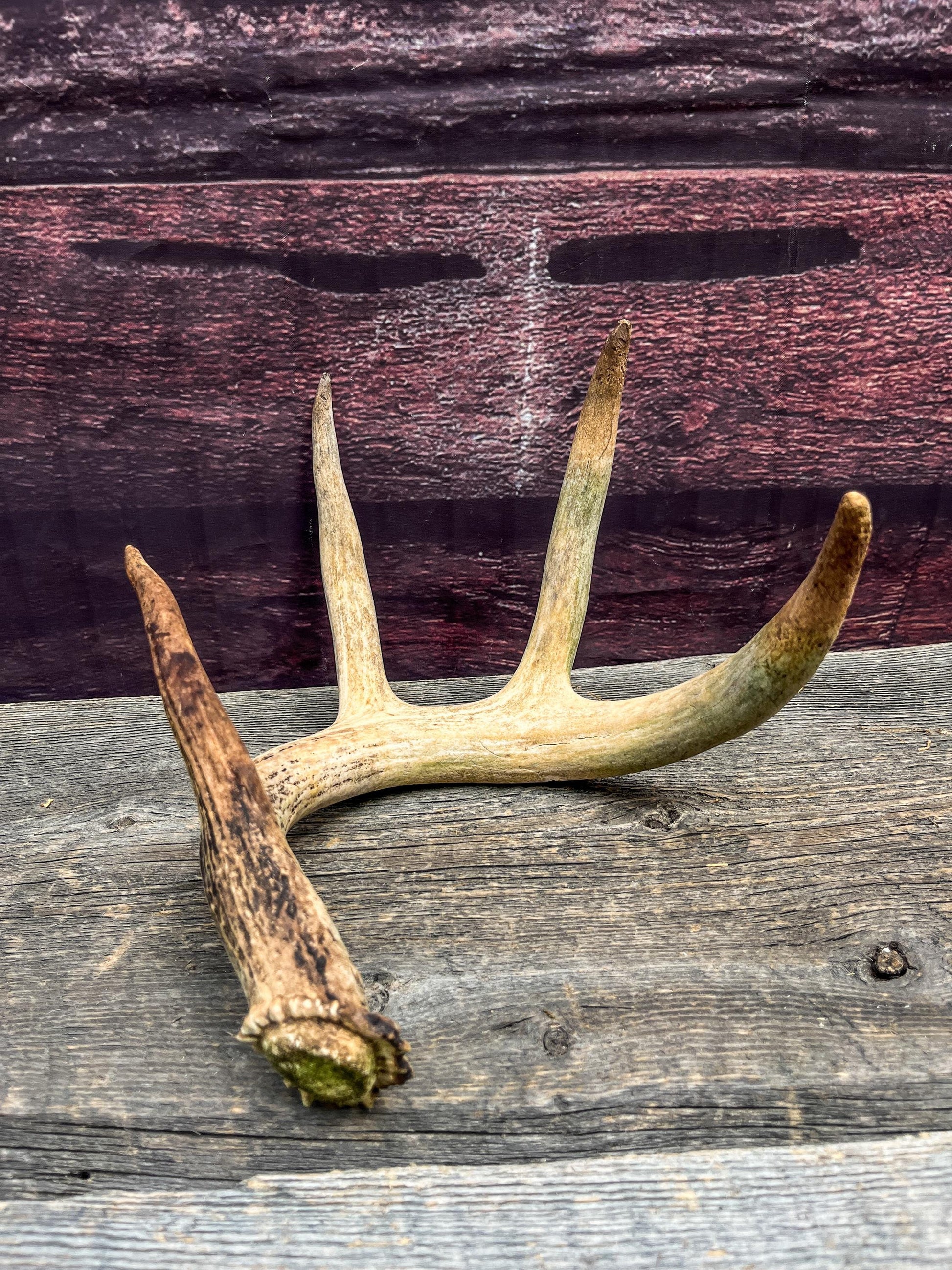 Deer Antler - Old White-tailed deer Antler. Wild deer antler for decor, design, crafting and more