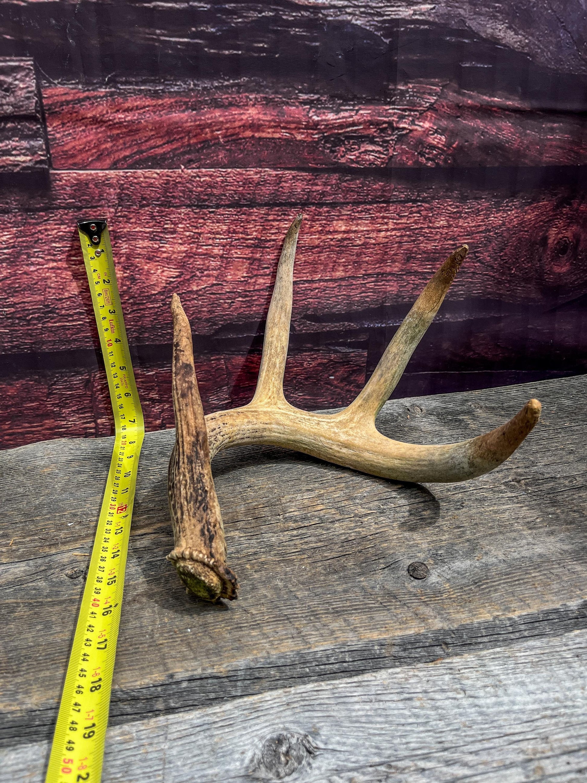 Deer Antler - Old White-tailed deer Antler. Wild deer antler for decor, design, crafting and more
