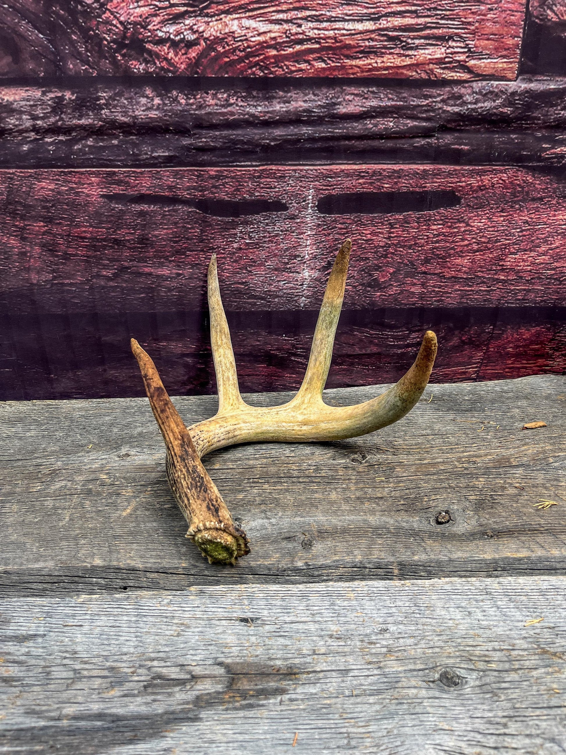 Deer Antler - Old White-tailed deer Antler. Wild deer antler for decor, design, crafting and more