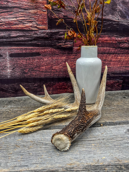 Deer Antler - White-tailed deer Antler. Wild antler for decor, design, and more