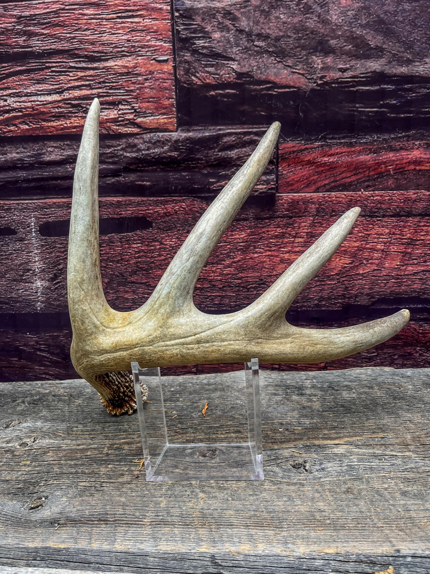 White-tailed Deer Shed Antler - Canadian Whitetailed deer Antler. Decor, design, crafting and more!