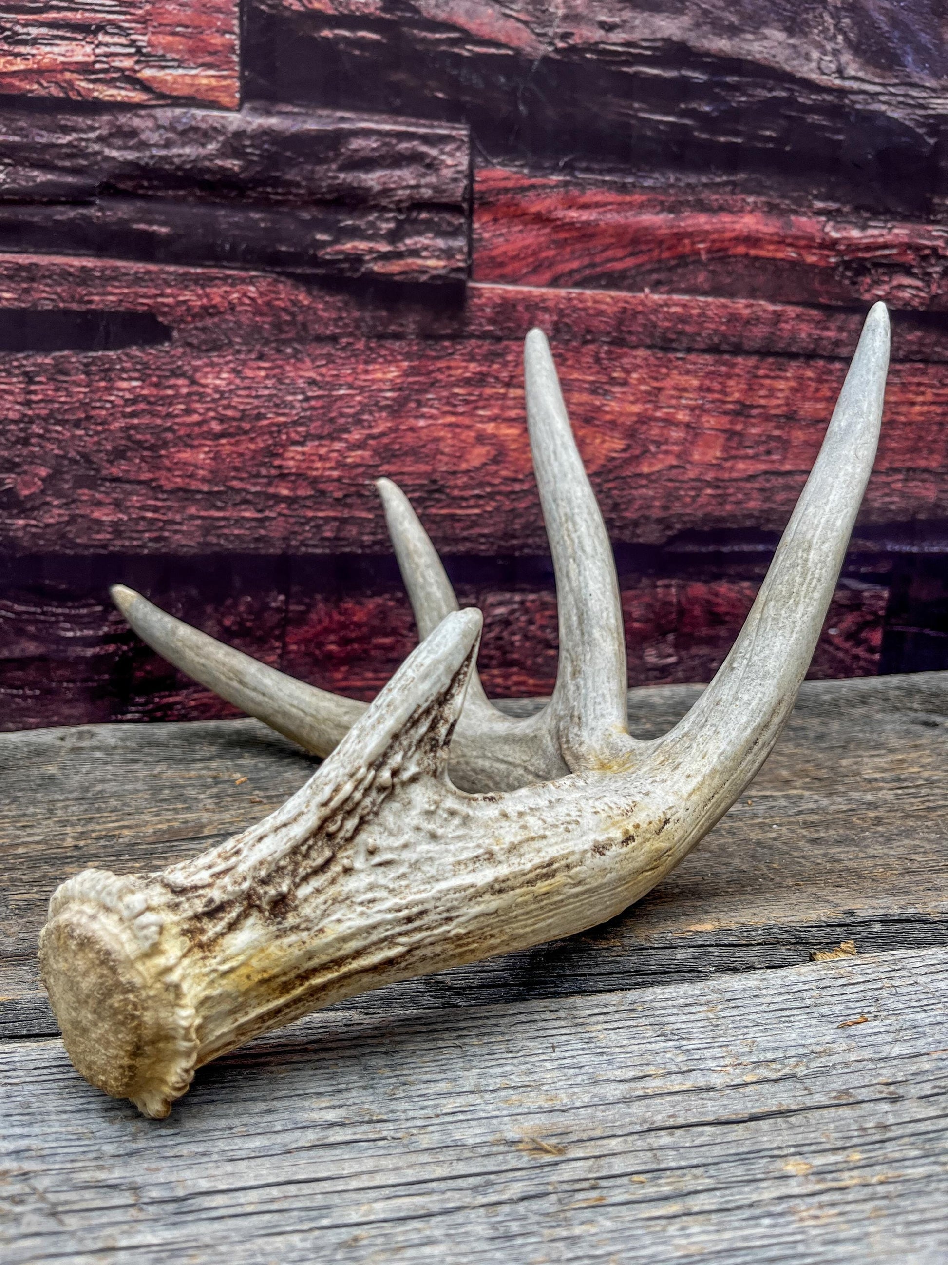 White-tailed Deer Shed Antler - Canadian Whitetailed deer Antler. Decor, design, crafting and more!