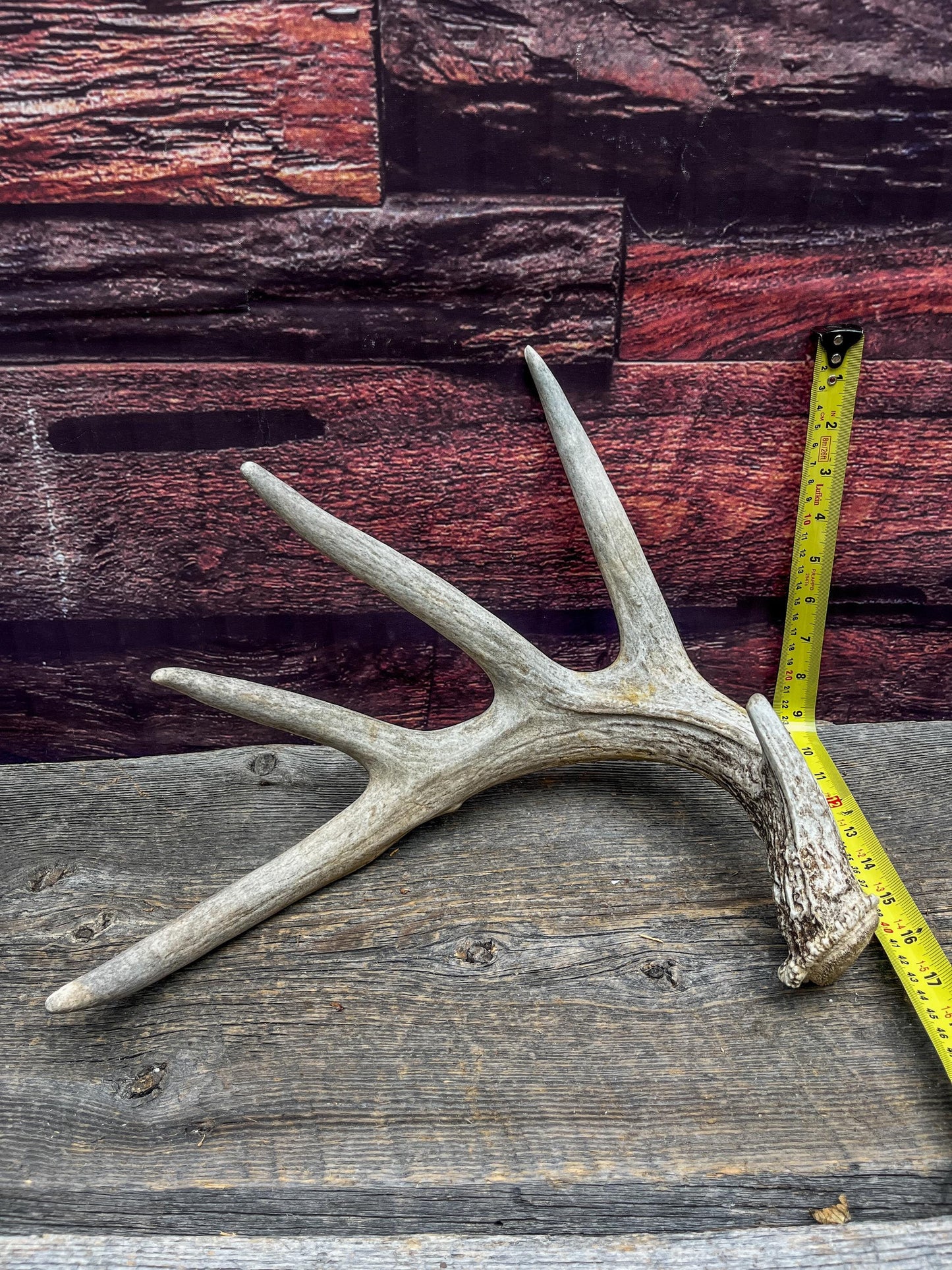 White-tailed Deer Shed Antler - Canadian Whitetailed deer Antler. Decor, design, crafting and more!