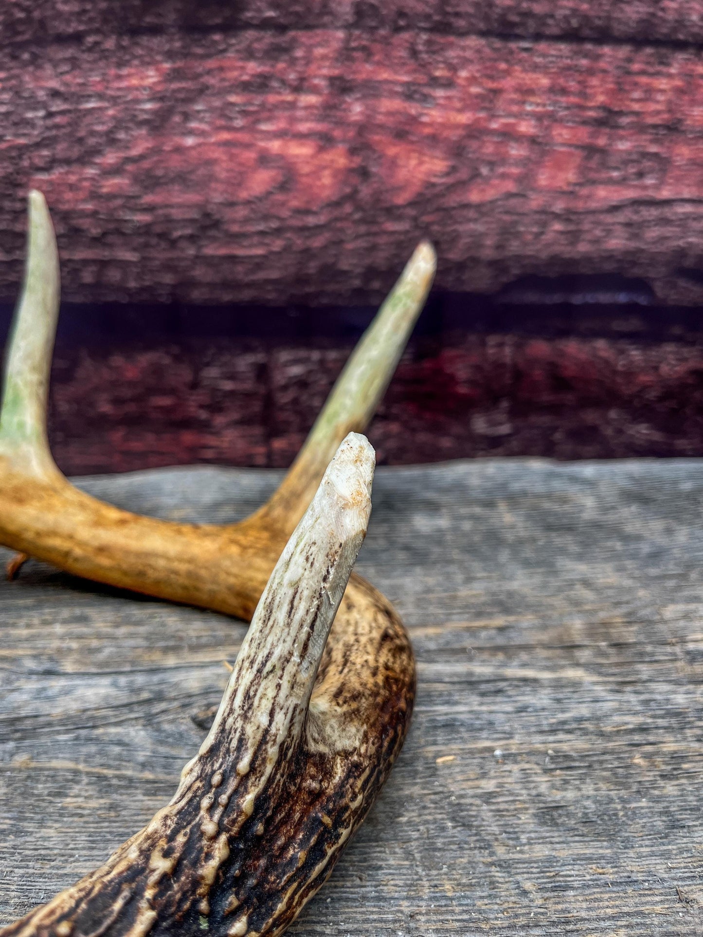 Antler from a White-tailed deer - Naturally Shed, Wild Deer Antler. for decor, design, crafting and more!