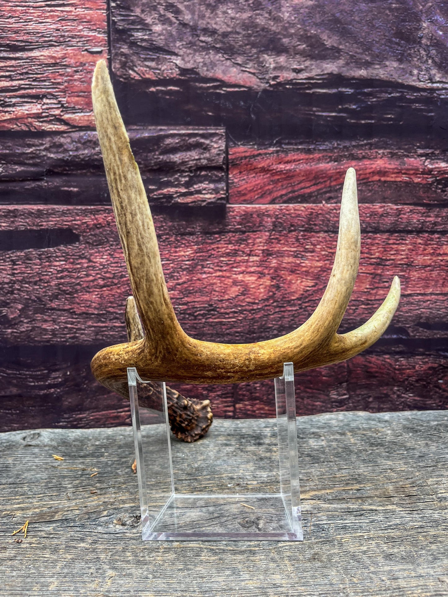 Antler from a White-tailed deer - Naturally Shed, Wild Deer Antler. for decor, design, crafting and more!