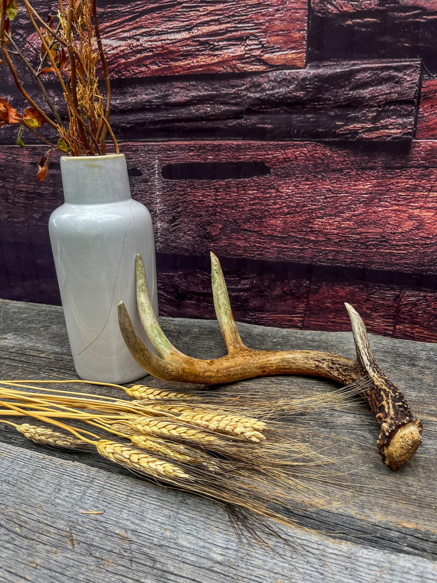 Antler from a White-tailed deer - Naturally Shed, Wild Deer Antler. for decor, design, crafting and more!