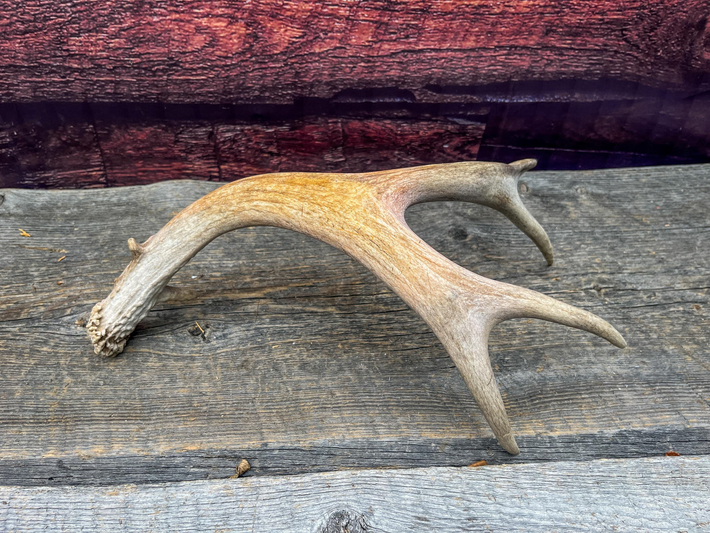 Deer antler - Mule deer. Elegant, Natural interior decor item. Crafting, Decor and Interior Design