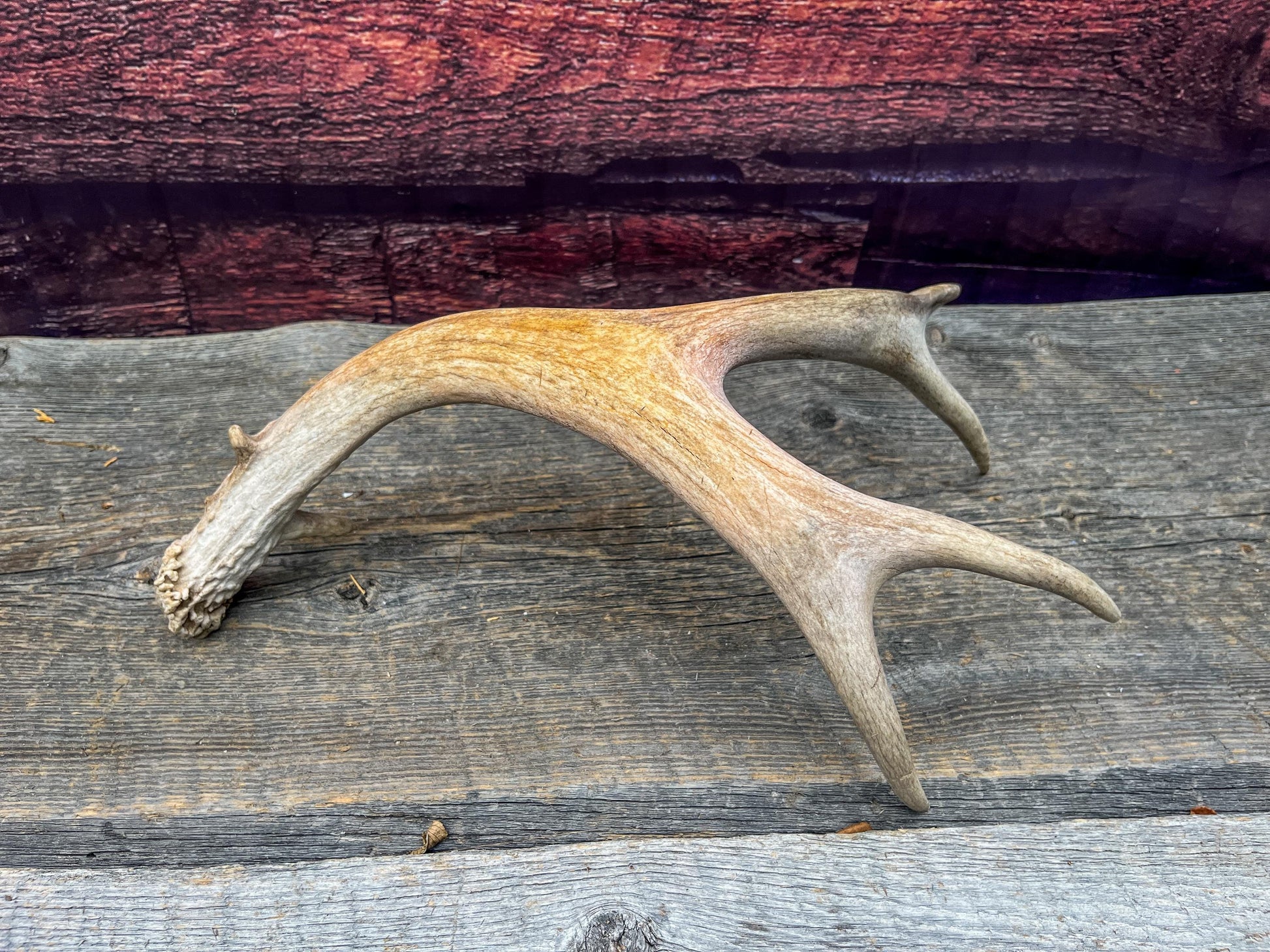 Deer antler - Mule deer. Elegant, Natural interior decor item. Crafting, Decor and Interior Design