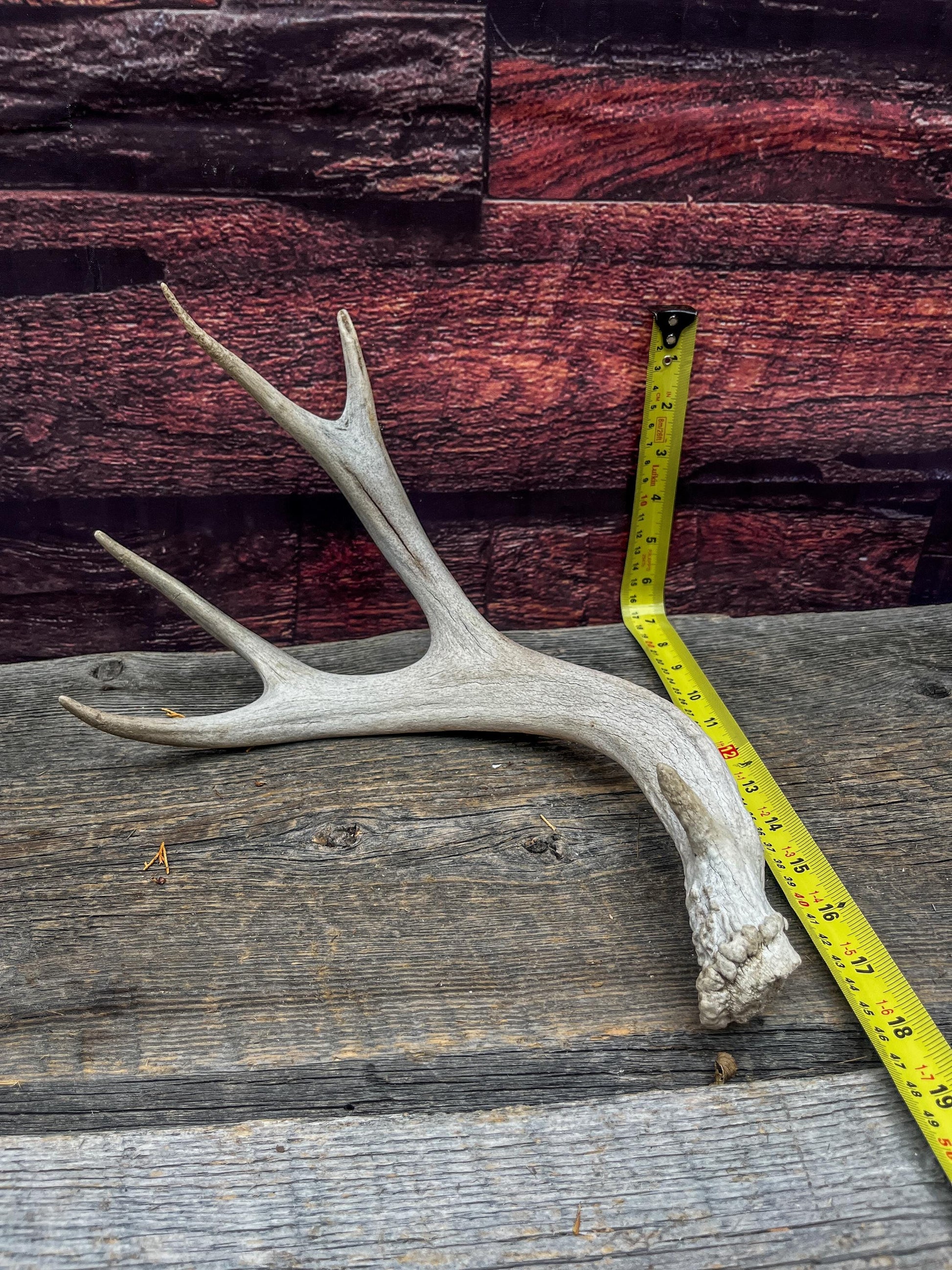 Deer antler - Mule deer. Elegant, Natural interior decor item. Crafting, Decor and Interior Design