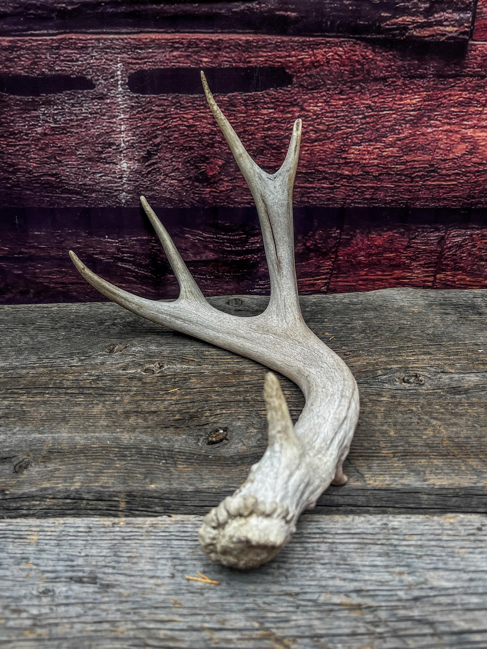 Deer antler - Mule deer. Elegant, Natural interior decor item. Crafting, Decor and Interior Design