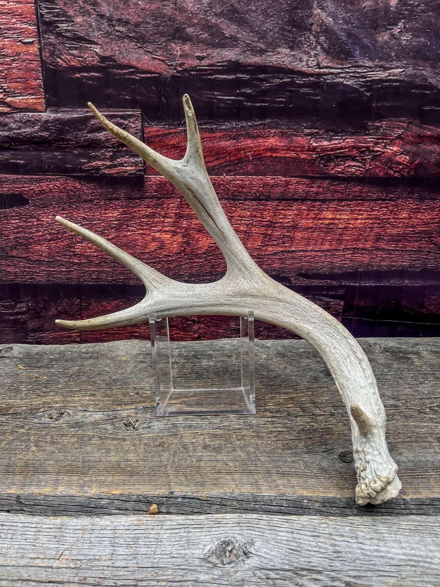 Deer antler - Mule deer. Elegant, Natural interior decor item. Crafting, Decor and Interior Design
