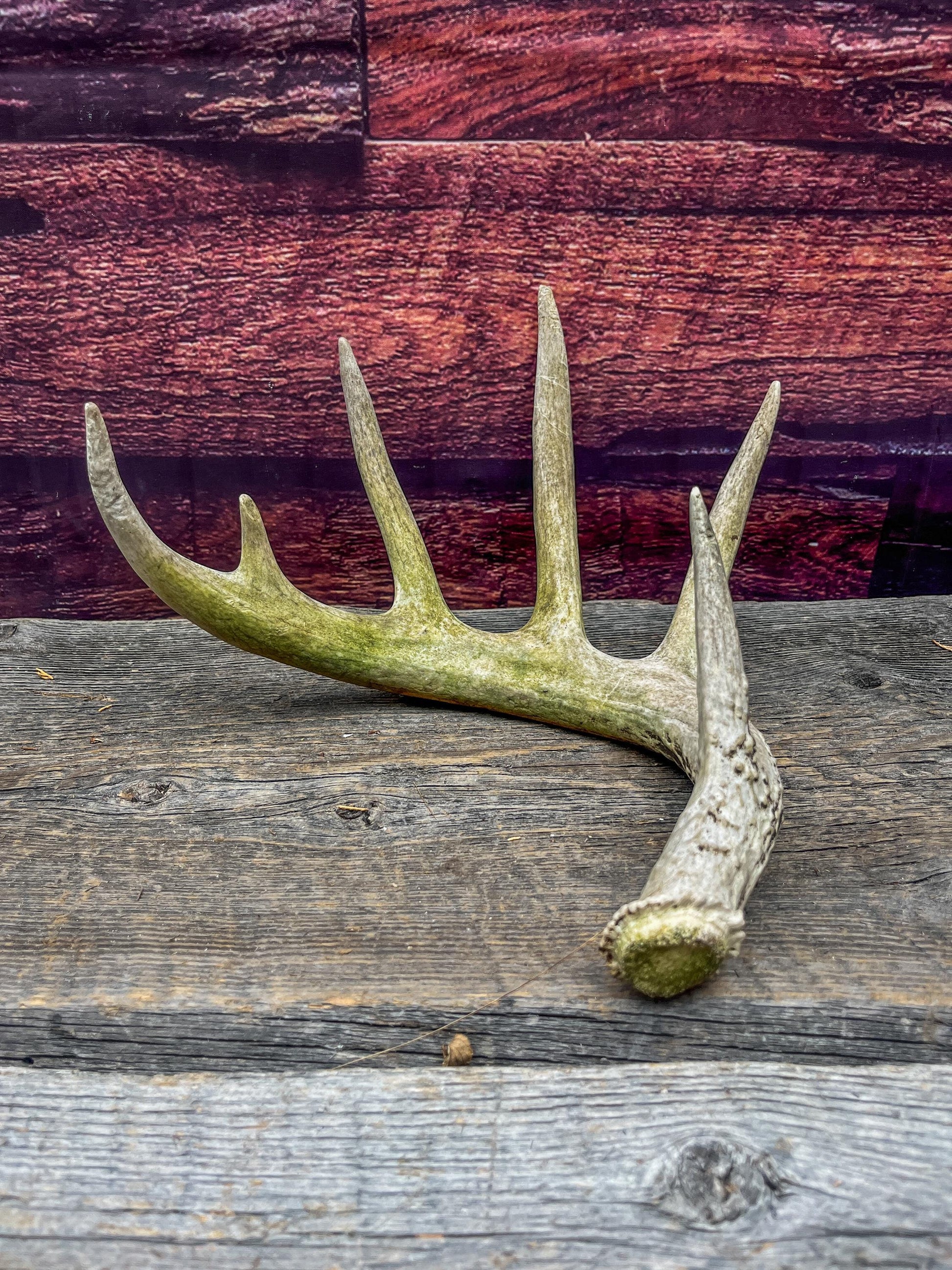 Large White-tailed deer Antler. 6-point buck. Crafting, decor and more!