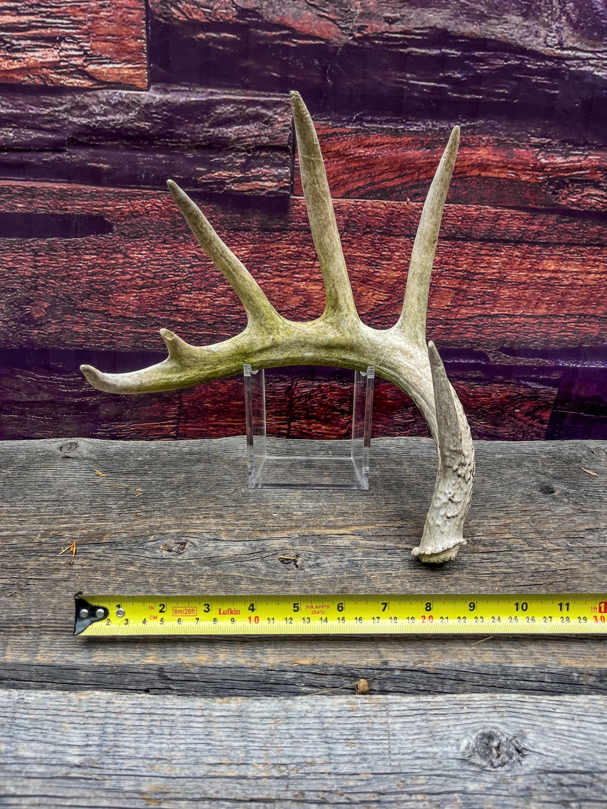 Large White-tailed deer Antler. 6-point buck. Crafting, decor and more!