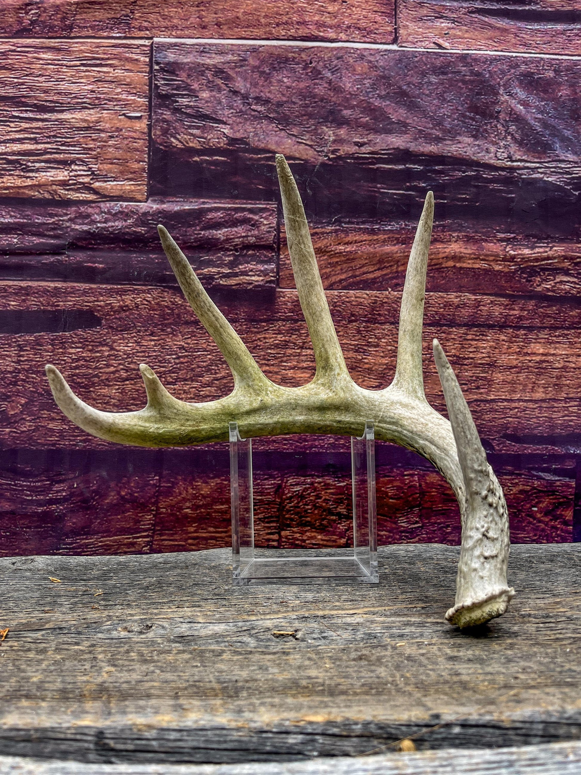 Large White-tailed deer Antler. 6-point buck. Crafting, decor and more!