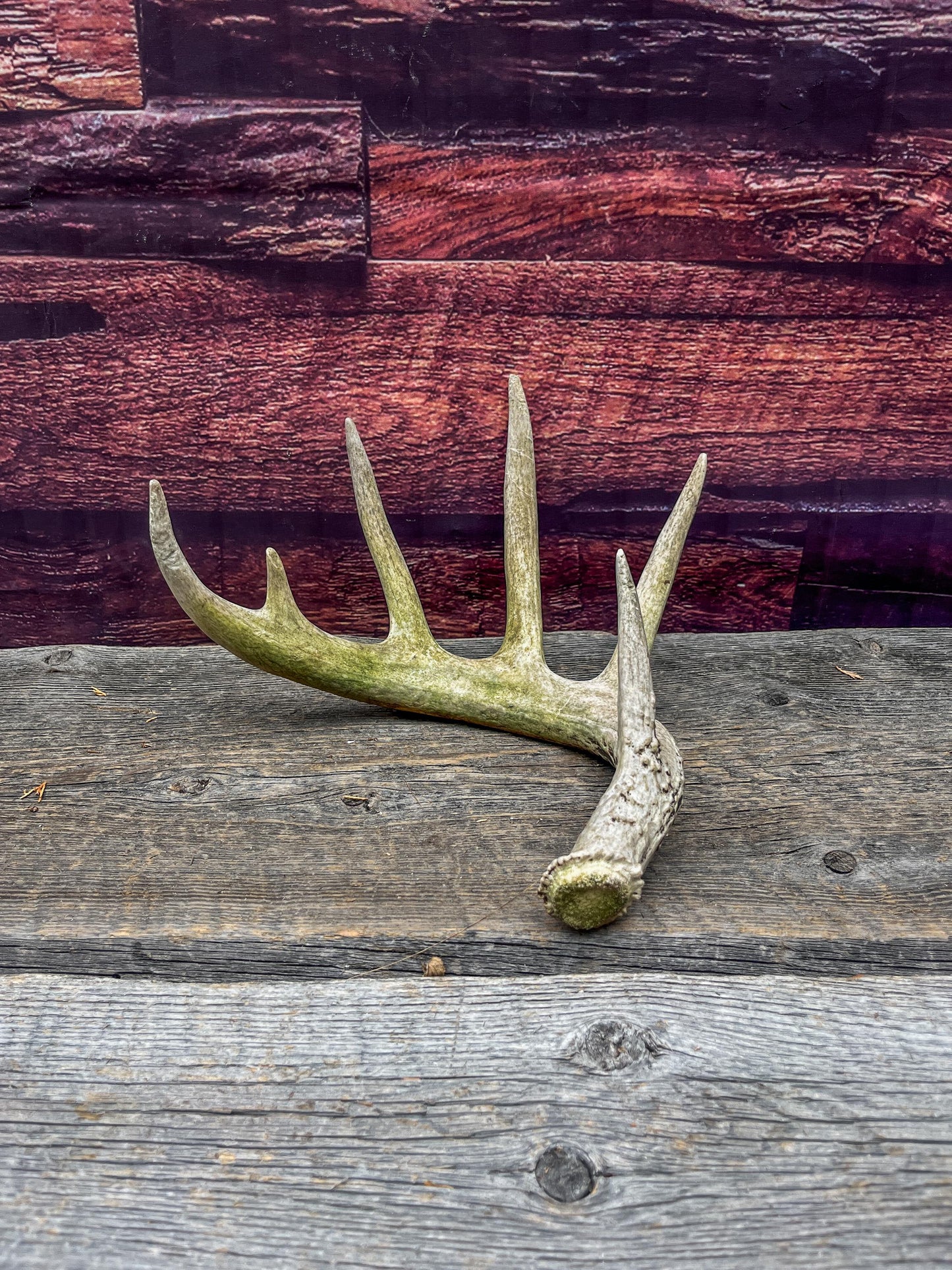 Large White-tailed deer Antler. 6-point buck. Crafting, decor and more!