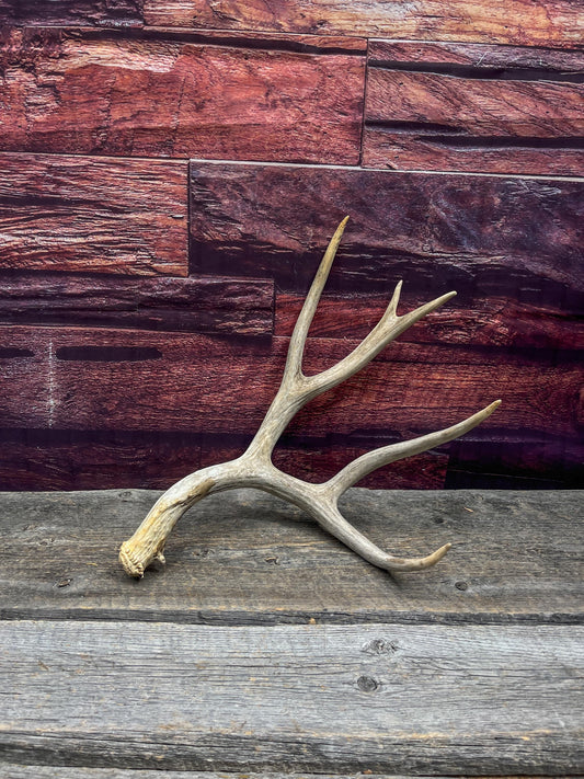Large Mule deer antler. Rustic style home decoration. Cabin and Farm decor centrepiece.