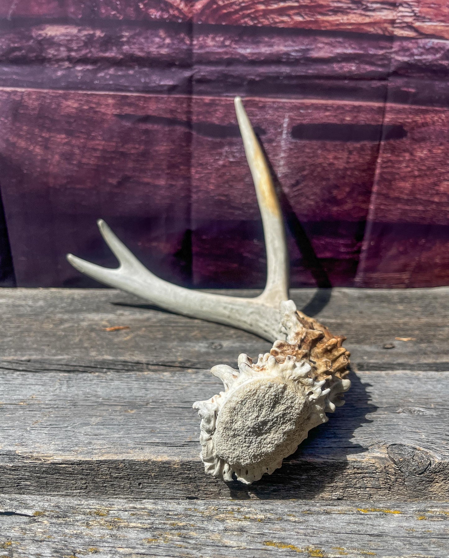 Small Mule Deer Antler. Decor piece, Table Centerpiece, and More.