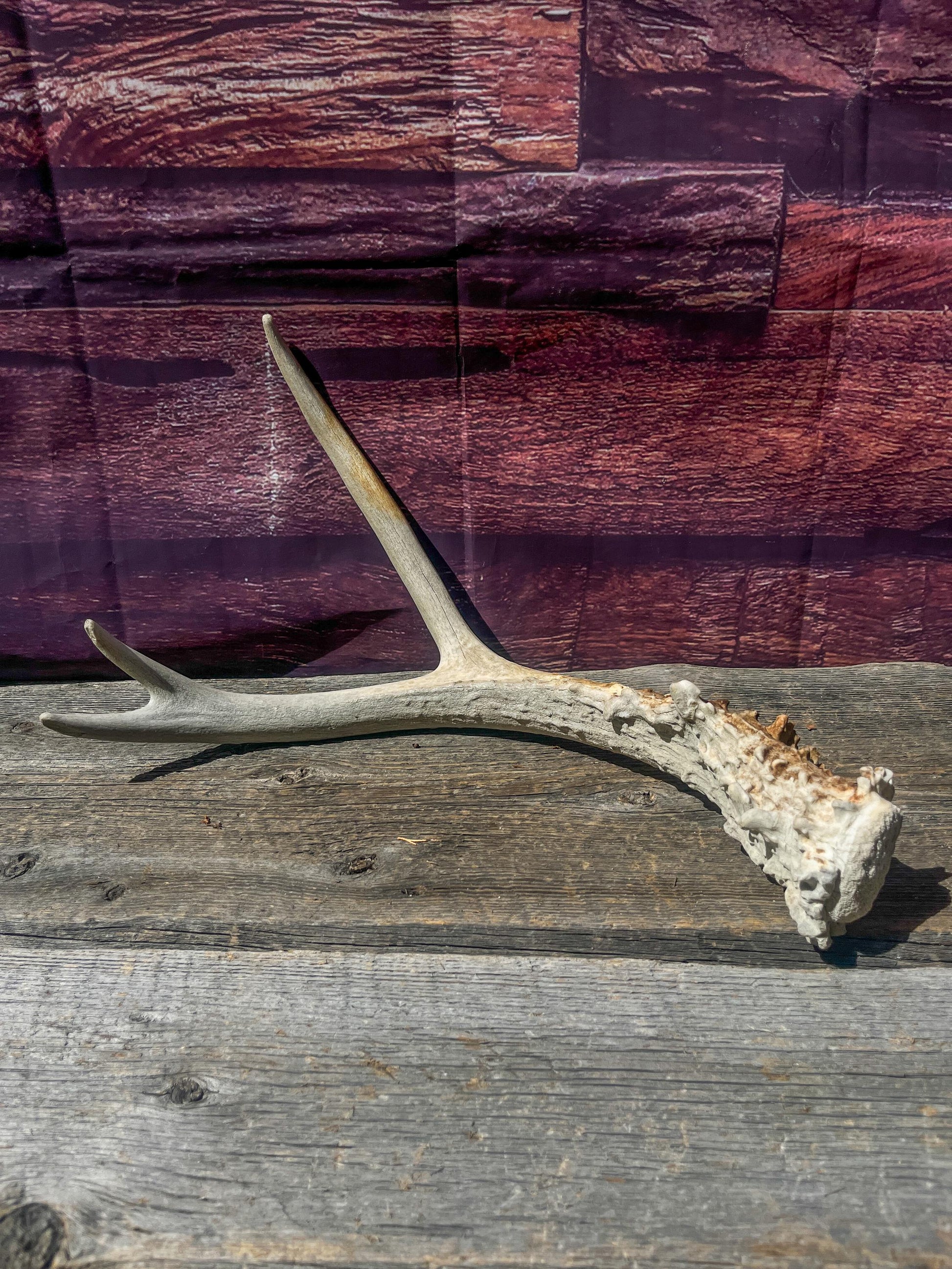 Small Mule Deer Antler. Decor piece, Table Centerpiece, and More.
