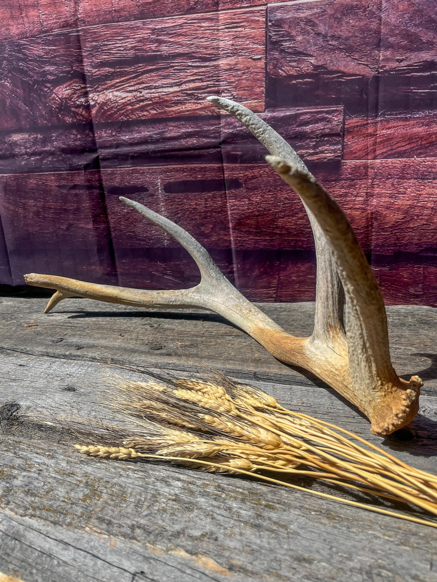 Wild Canadian Elk Shed. Antler Decor Piece, Crafting Item. Antler.