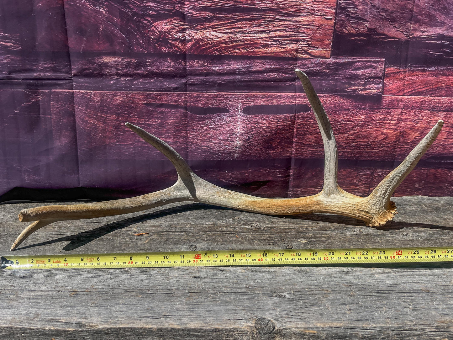 Wild Canadian Elk Shed. Antler Decor Piece, Crafting Item. Antler.