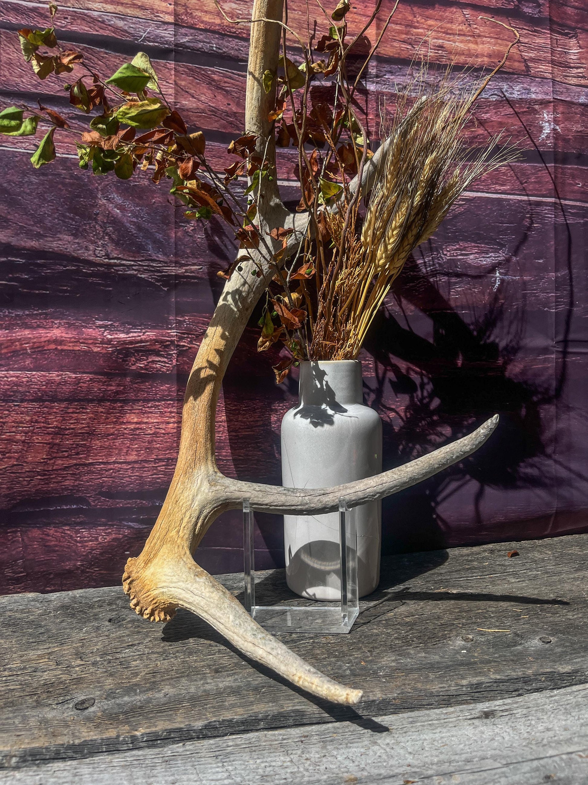 Wild Canadian Elk Shed. Antler Decor Piece, Crafting Item. Antler.