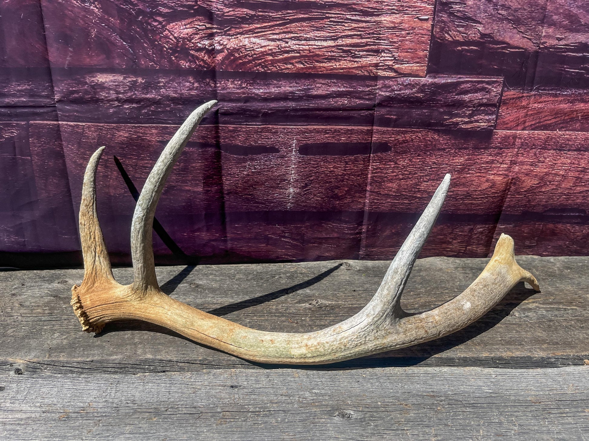 Wild Canadian Elk Shed. Antler Decor Piece, Crafting Item. Antler.