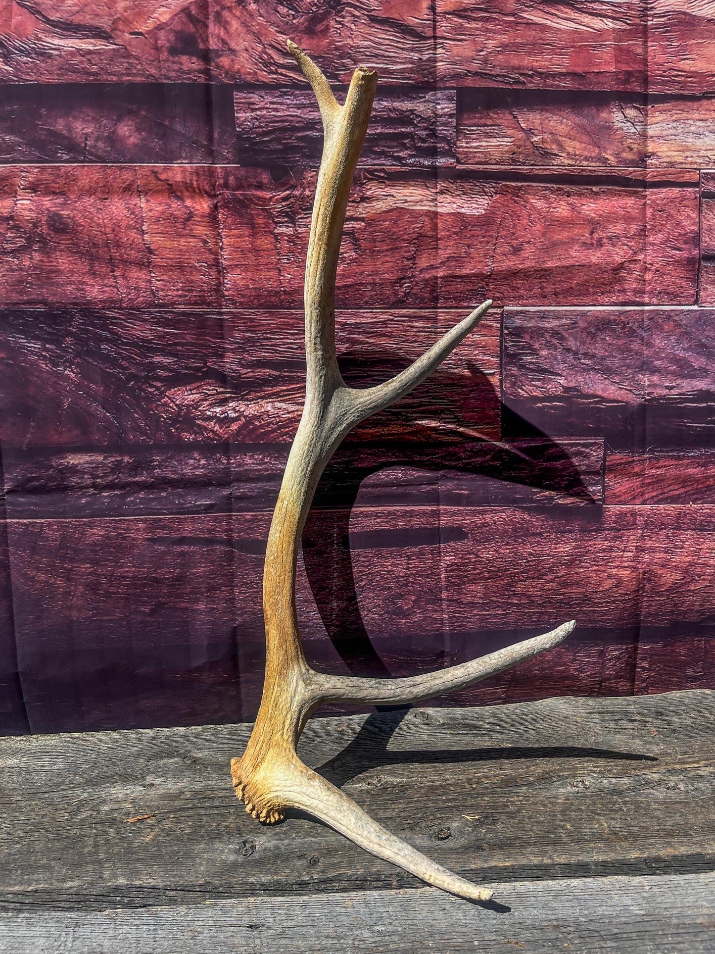 Wild Canadian Elk Shed. Antler Decor Piece, Crafting Item. Antler.