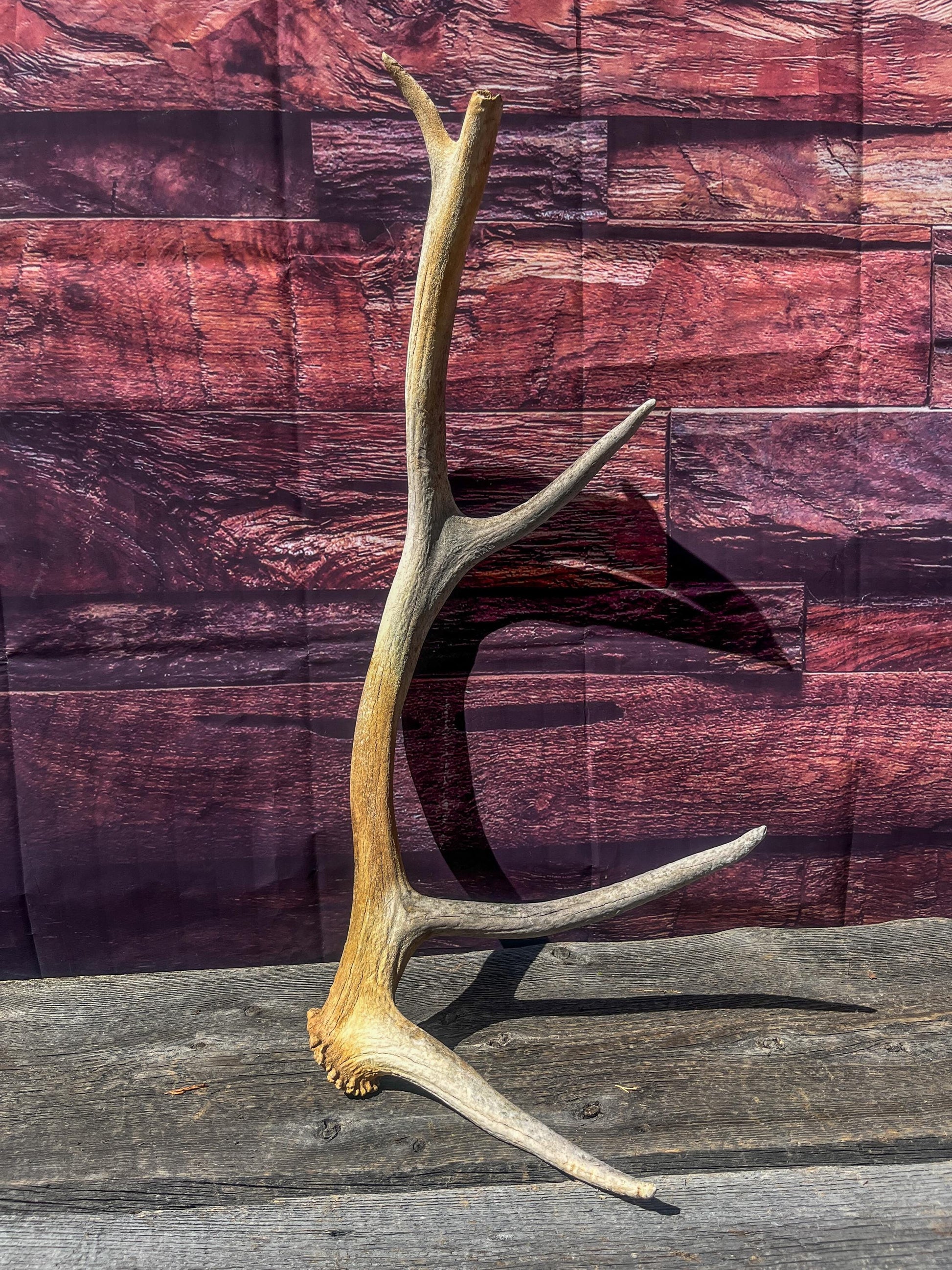 Wild Canadian Elk Shed. Antler Decor Piece, Crafting Item. Antler.