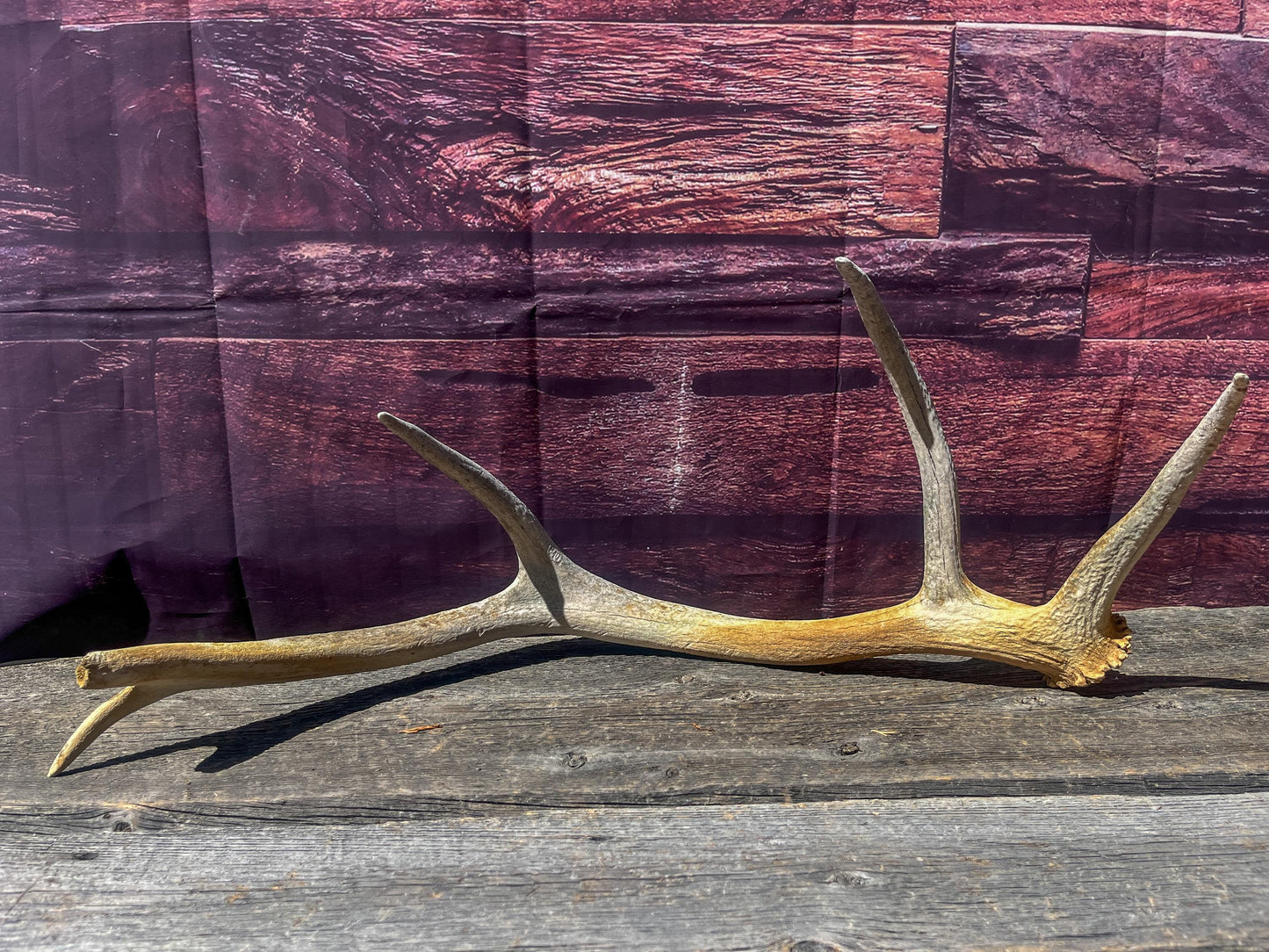 Wild Canadian Elk Shed. Antler Decor Piece, Crafting Item. Antler.