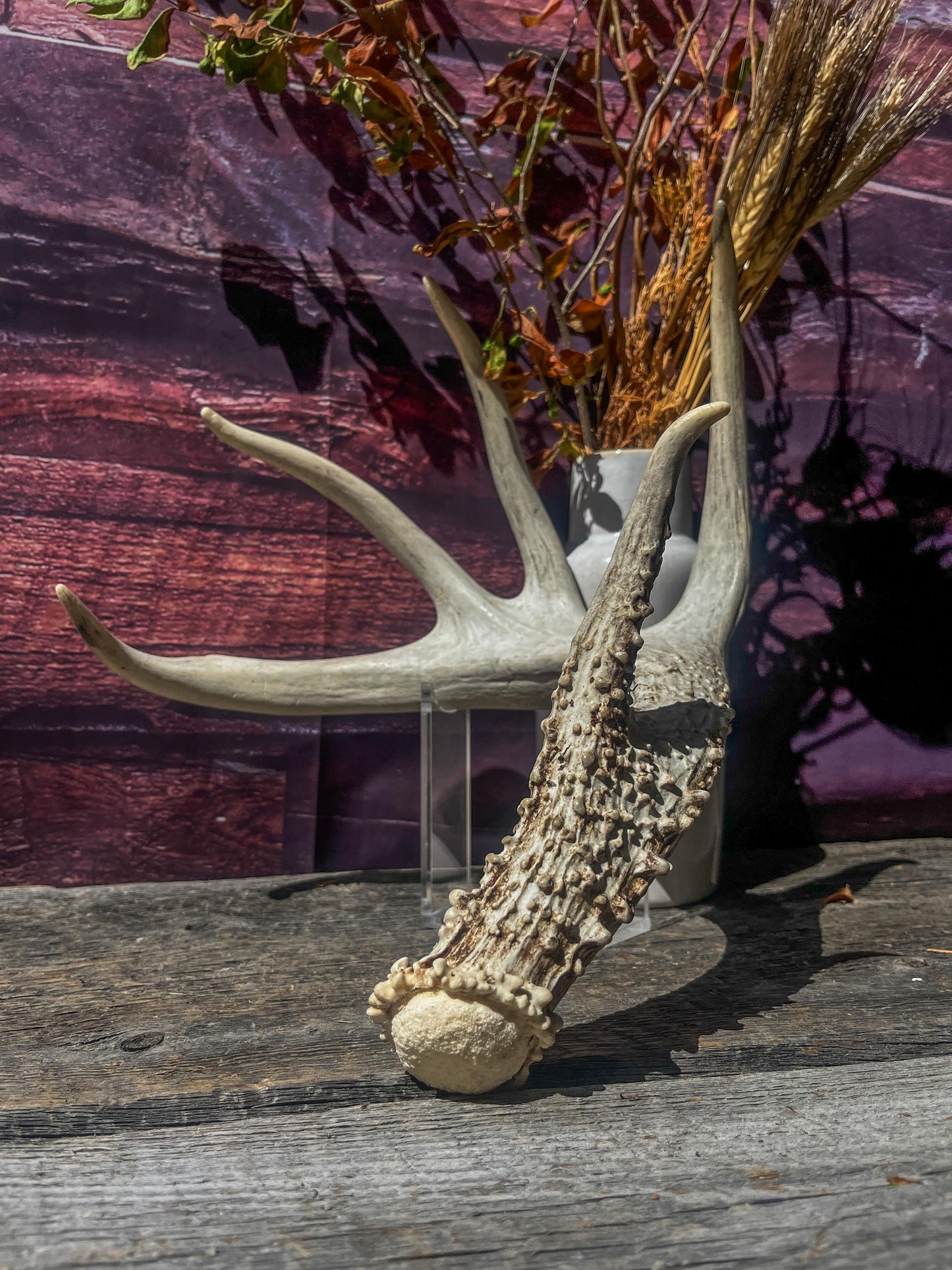 Single White-tailed Deer Antler - Canadian Whitetailed deer Antler. Decor, design, crafting and more!