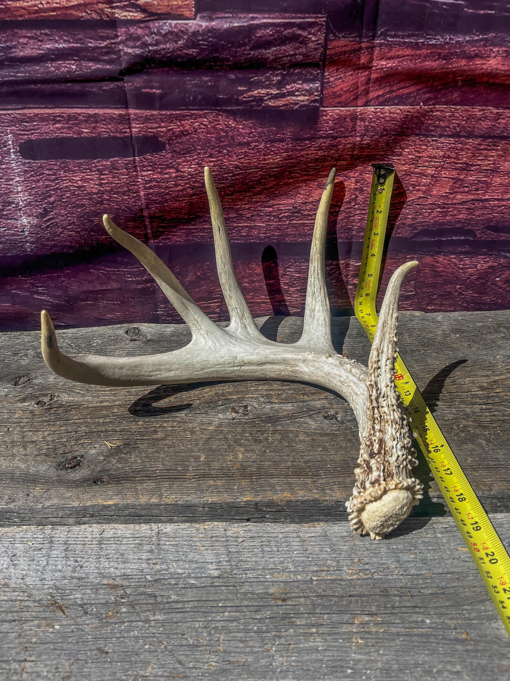 Single White-tailed Deer Antler - Canadian Whitetailed deer Antler. Decor, design, crafting and more!