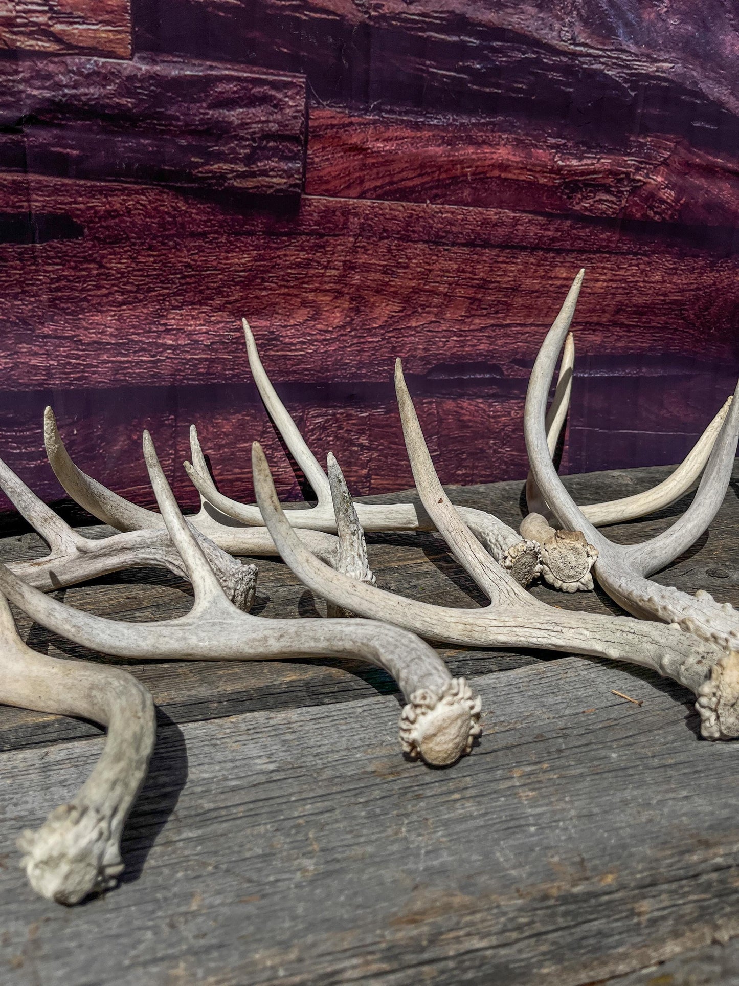 Small Mule Deer and White-tailed Deer Antler Bundle. For Decor pieces, Interior Design, Crafting and More.