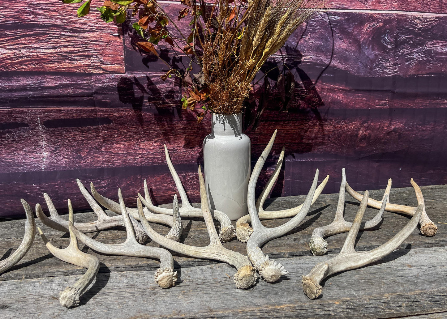 Small Mule Deer and White-tailed Deer Antler Bundle. For Decor pieces, Interior Design, Crafting and More.