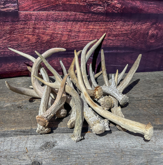 Small Mule Deer and White-tailed Deer Antler Bundle. For Decor pieces, Interior Design, Crafting and More.