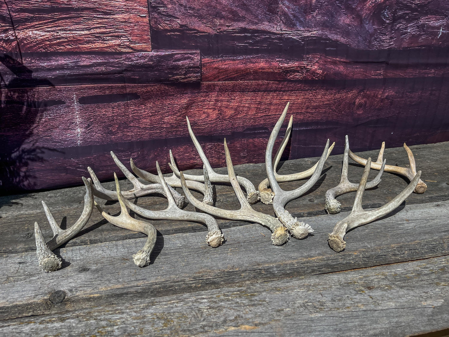 Small Mule Deer and White-tailed Deer Antler Bundle. For Decor pieces, Interior Design, Crafting and More.