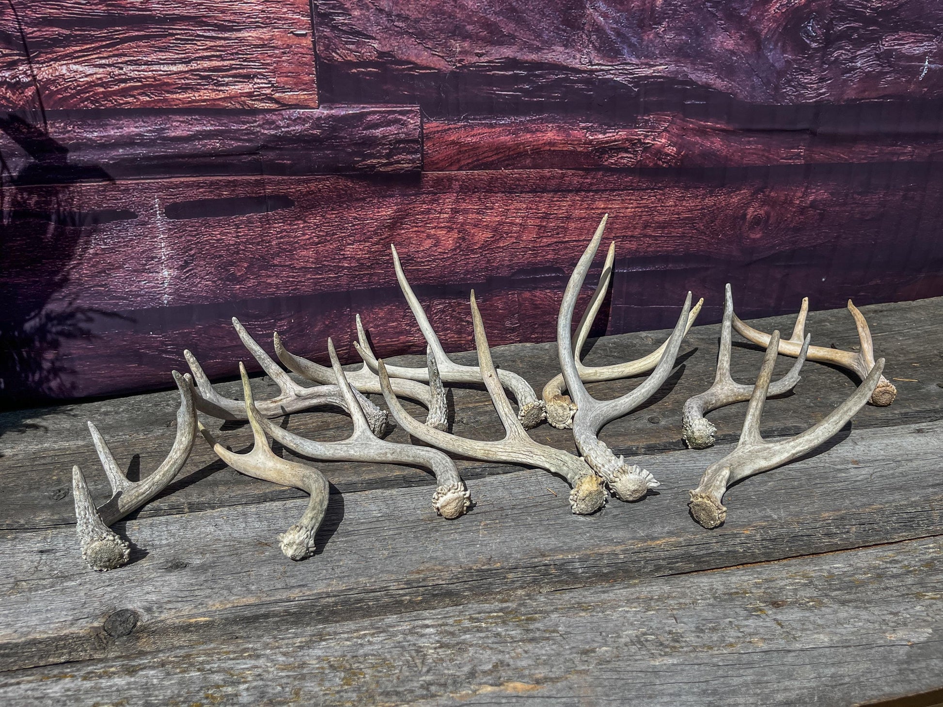 Small Mule Deer and White-tailed Deer Antler Bundle. For Decor pieces, Interior Design, Crafting and More.