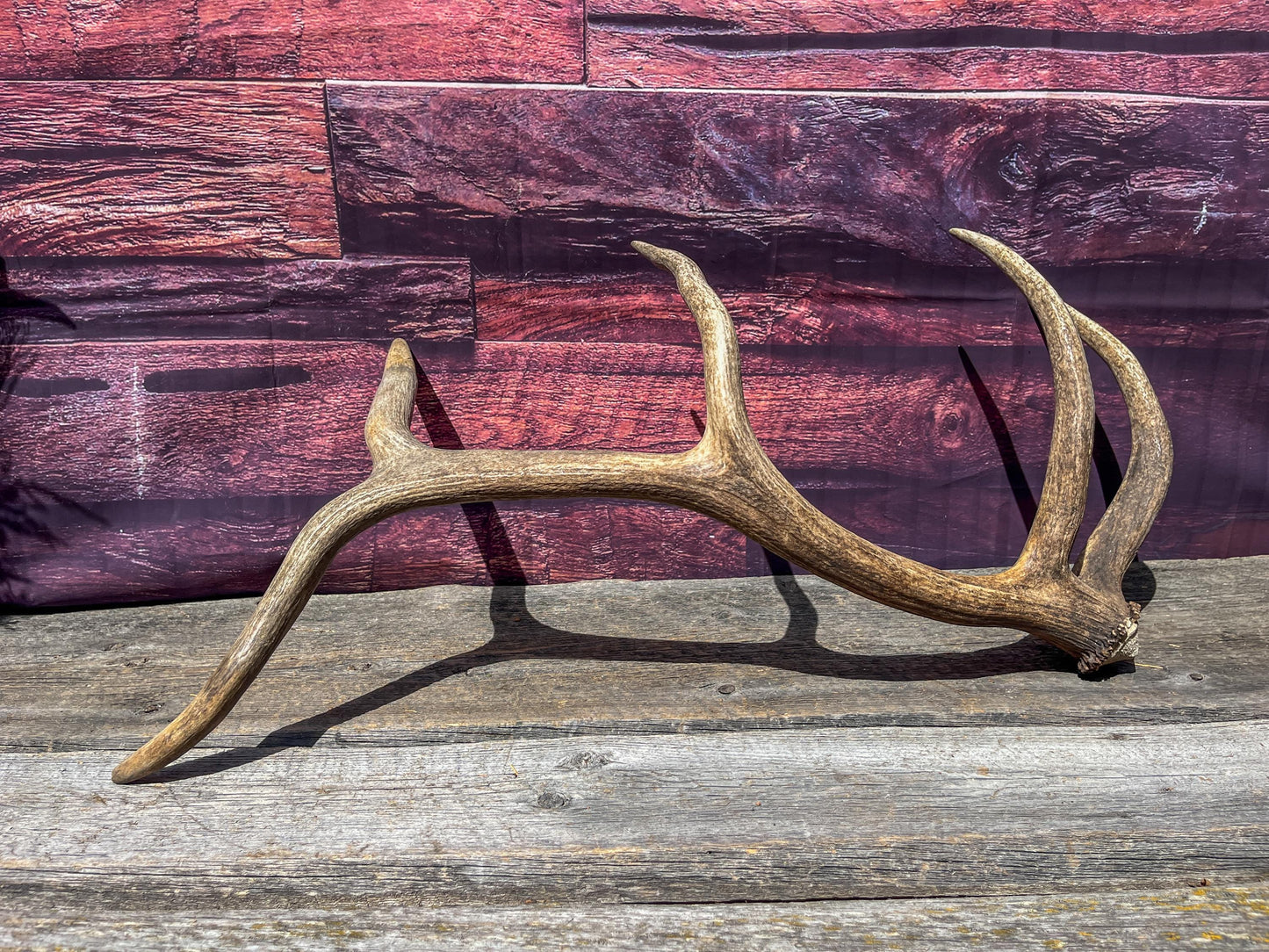 Matching Antler Set from a Wild Canadian Bull Elk! Home and Cabin Decor, Wall Decor, Mantle and Fireplace Ornament.