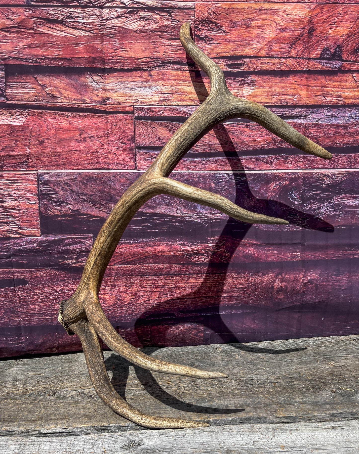 Matching Antler Set from a Wild Canadian Bull Elk! Home and Cabin Decor, Wall Decor, Mantle and Fireplace Ornament.