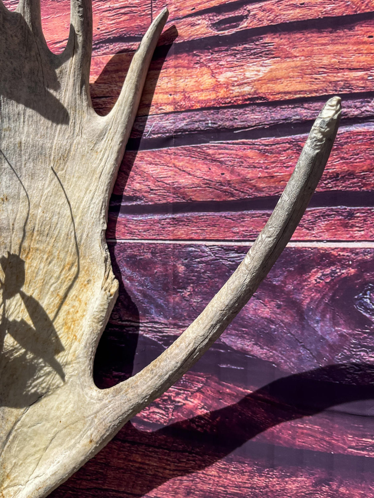 Extra Large Bull Moose Antler - Crafting, Decor and More!