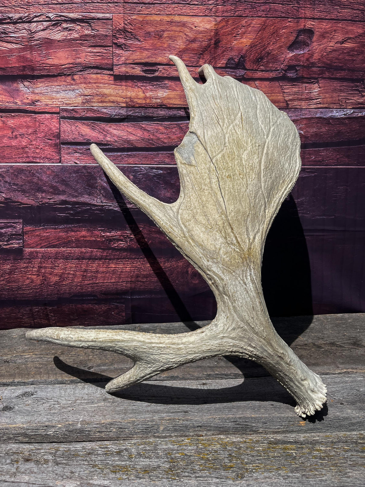 Extra Large Bull Moose Antler - Crafting, Decor and More!