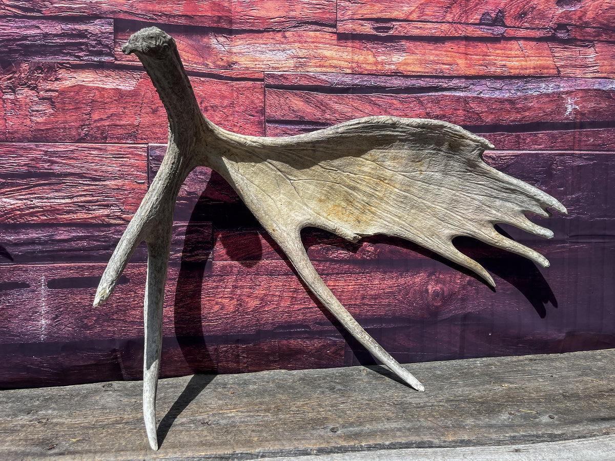 Extra Large Bull Moose Antler - Crafting, Decor and More!