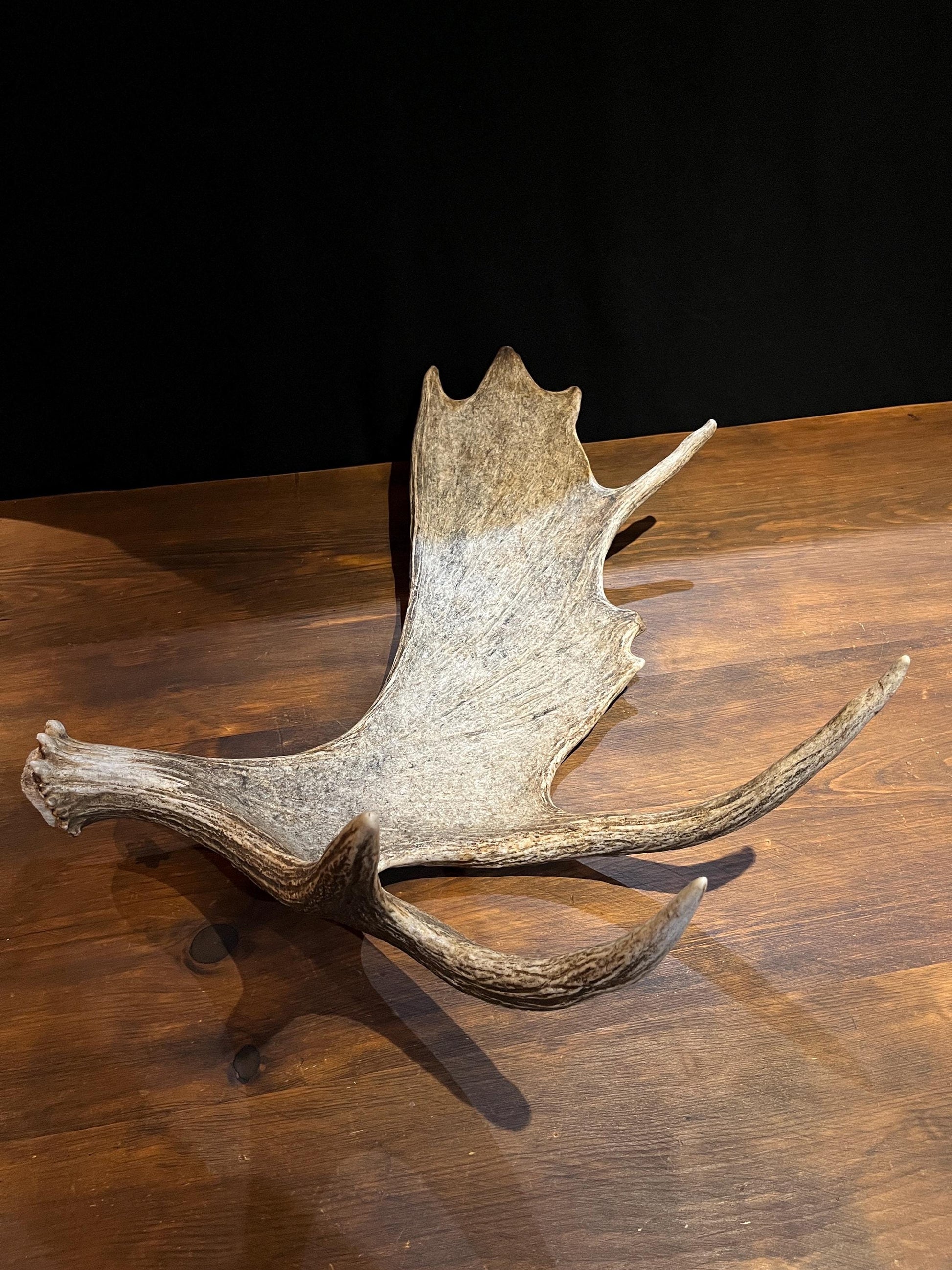 Bull Moose Antler. Classic, Premium Moose Antler for Crafting, Decor and More!