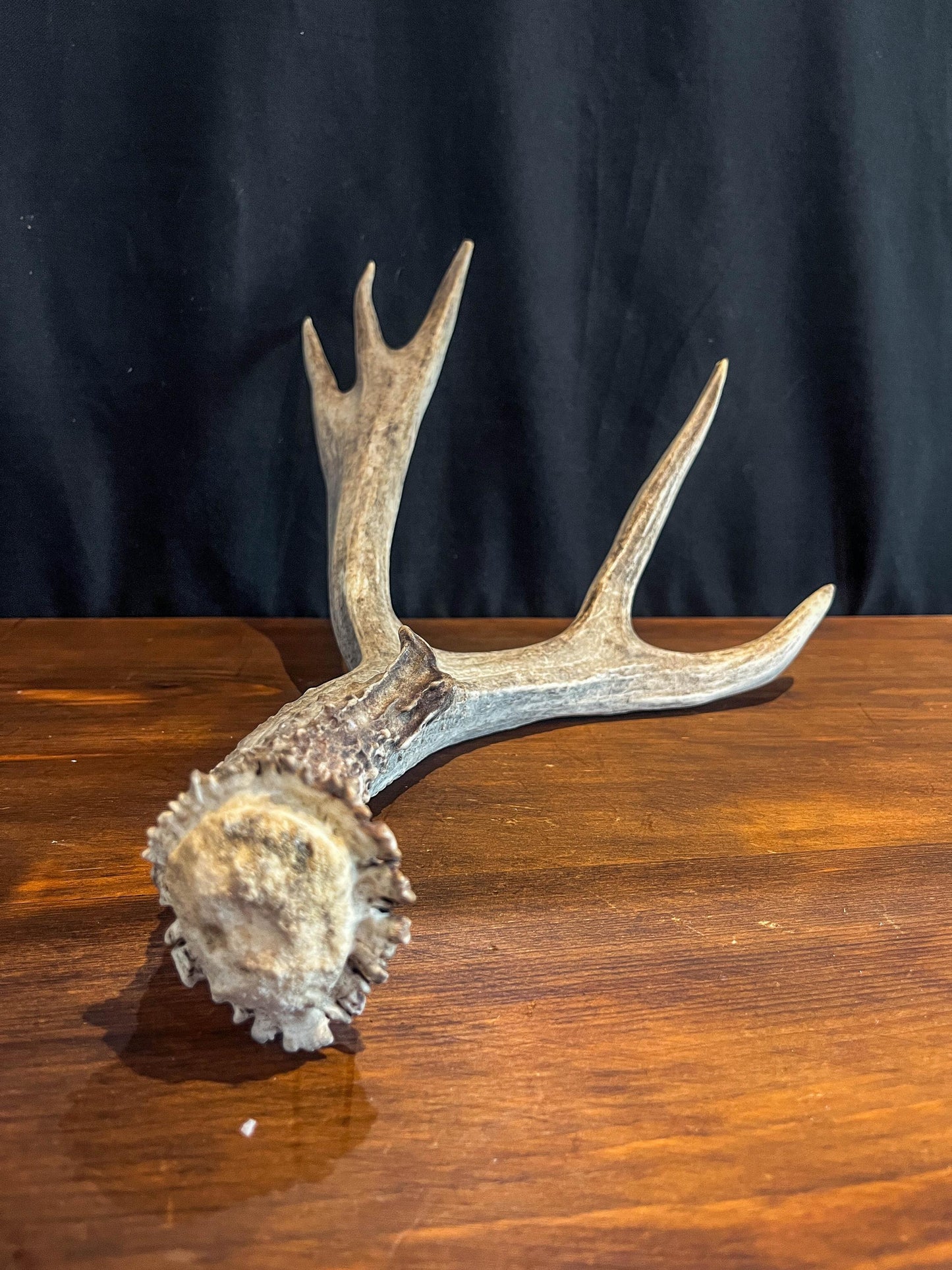 Mule Deer Antler. Beautiful Rustic Decor Item. Elegant and Fresh Antler with Unique Shape.
