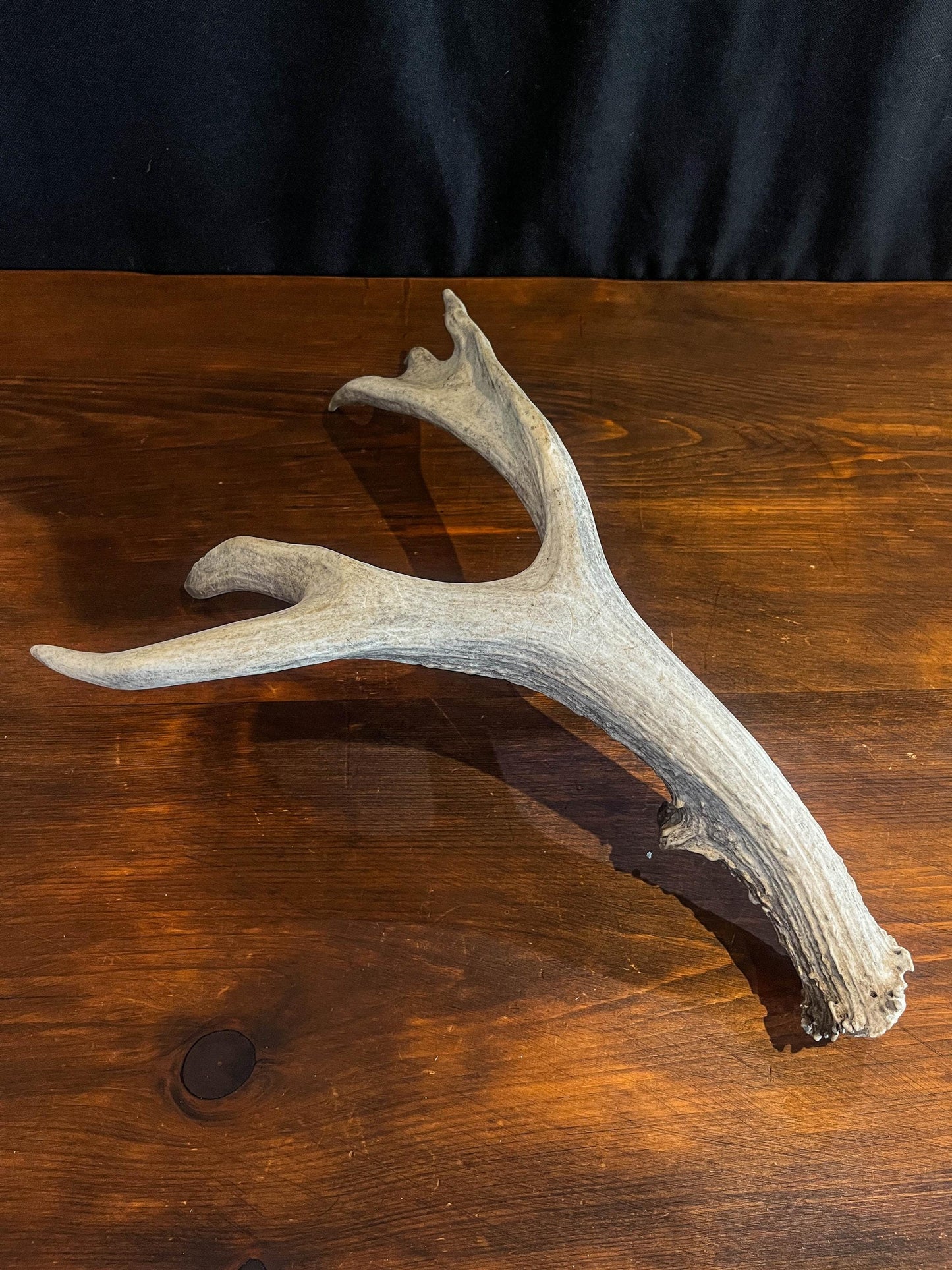 Mule Deer Antler. Beautiful Rustic Decor Item. Elegant and Fresh Antler with Unique Shape.