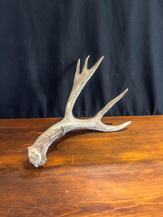 Mule Deer Antler. Beautiful Rustic Decor Item. Elegant and Fresh Antler with Unique Shape.