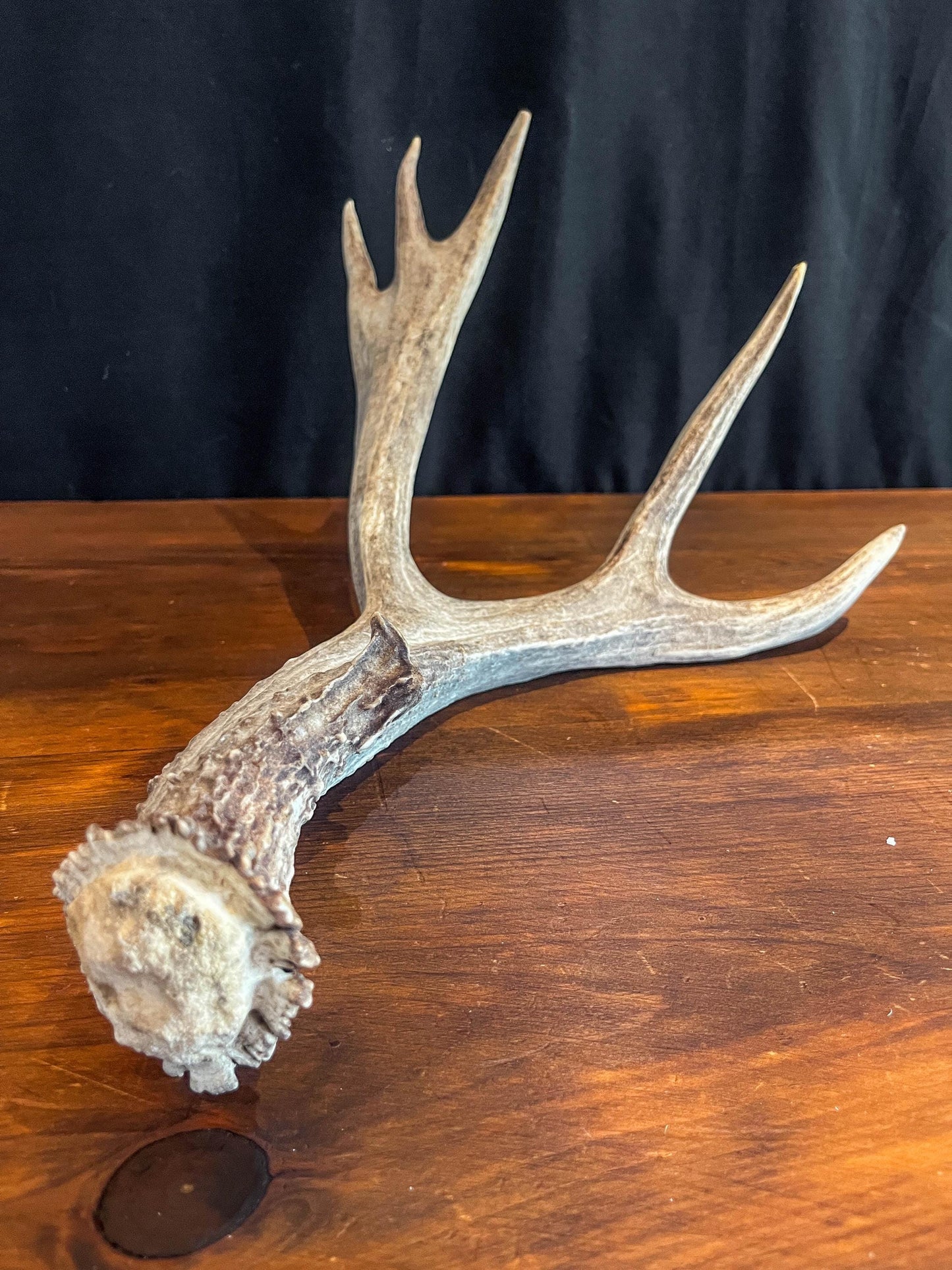 Mule Deer Antler. Beautiful Rustic Decor Item. Elegant and Fresh Antler with Unique Shape.