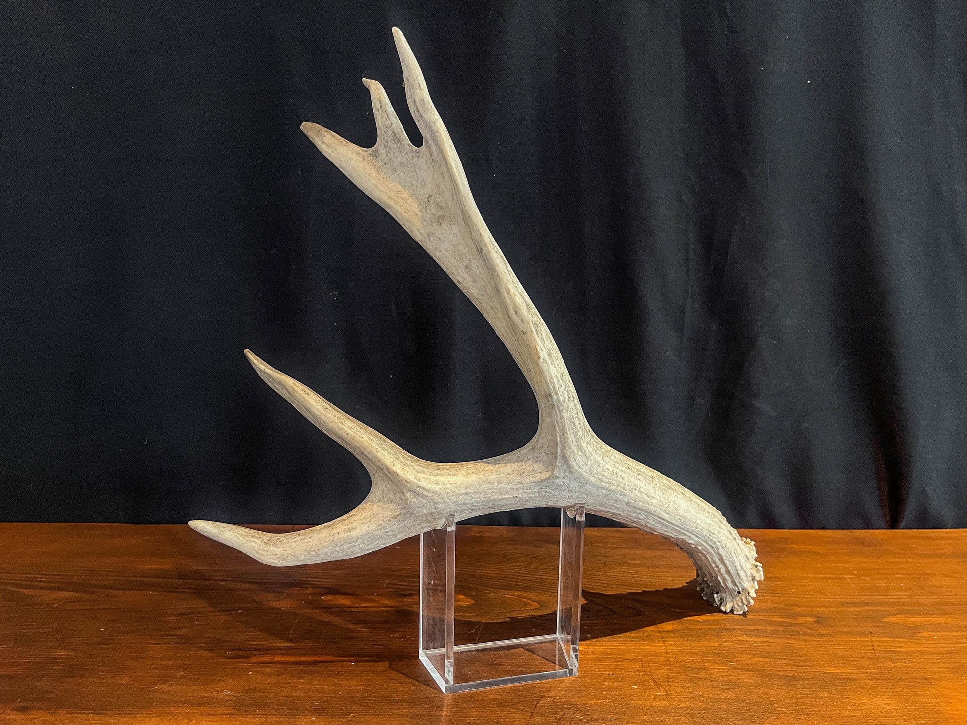Mule Deer Antler. Beautiful Rustic Decor Item. Elegant and Fresh Antler with Unique Shape.