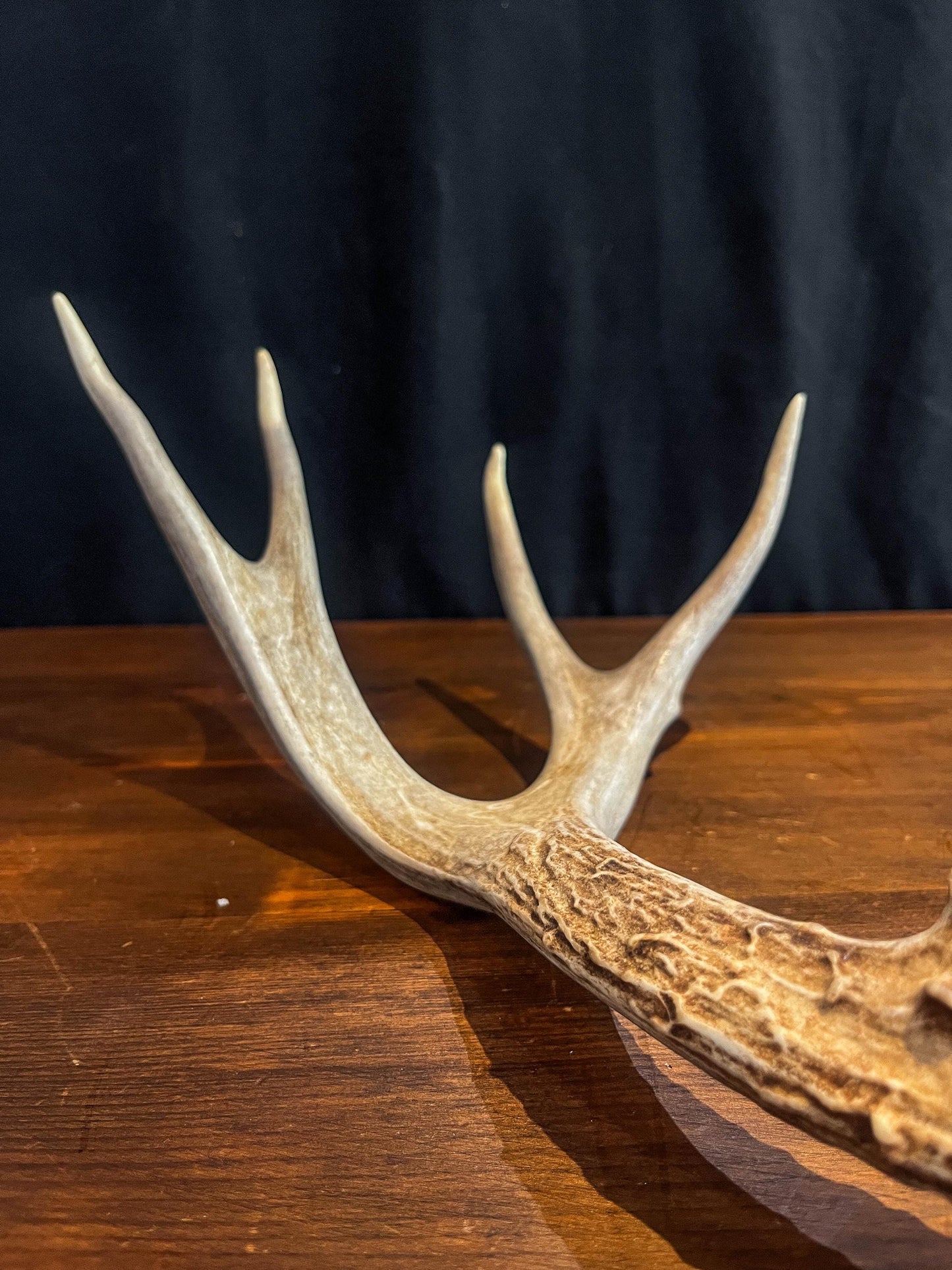 Deer antler - Large Mule deer. Beautiful, Elegant decor item. Crafting, Decor and Interior Design