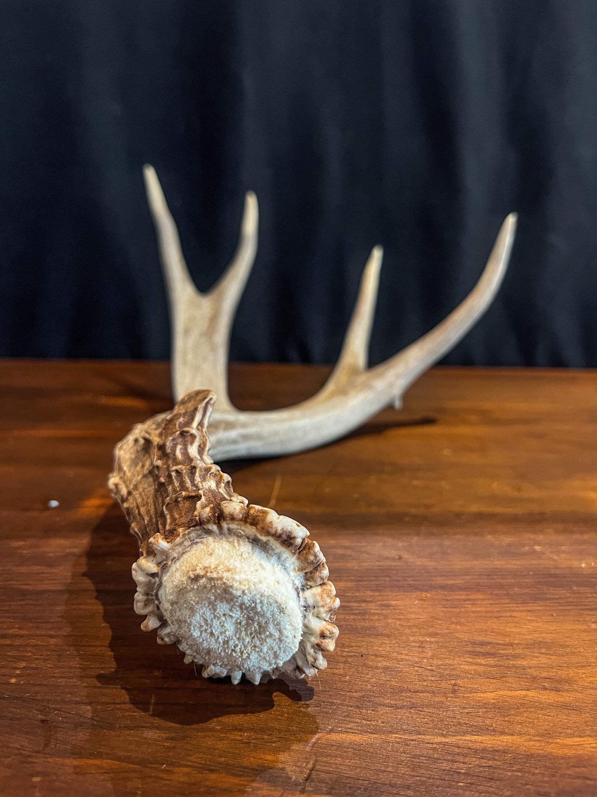 Deer antler - Large Mule deer. Beautiful, Elegant decor item. Crafting, Decor and Interior Design