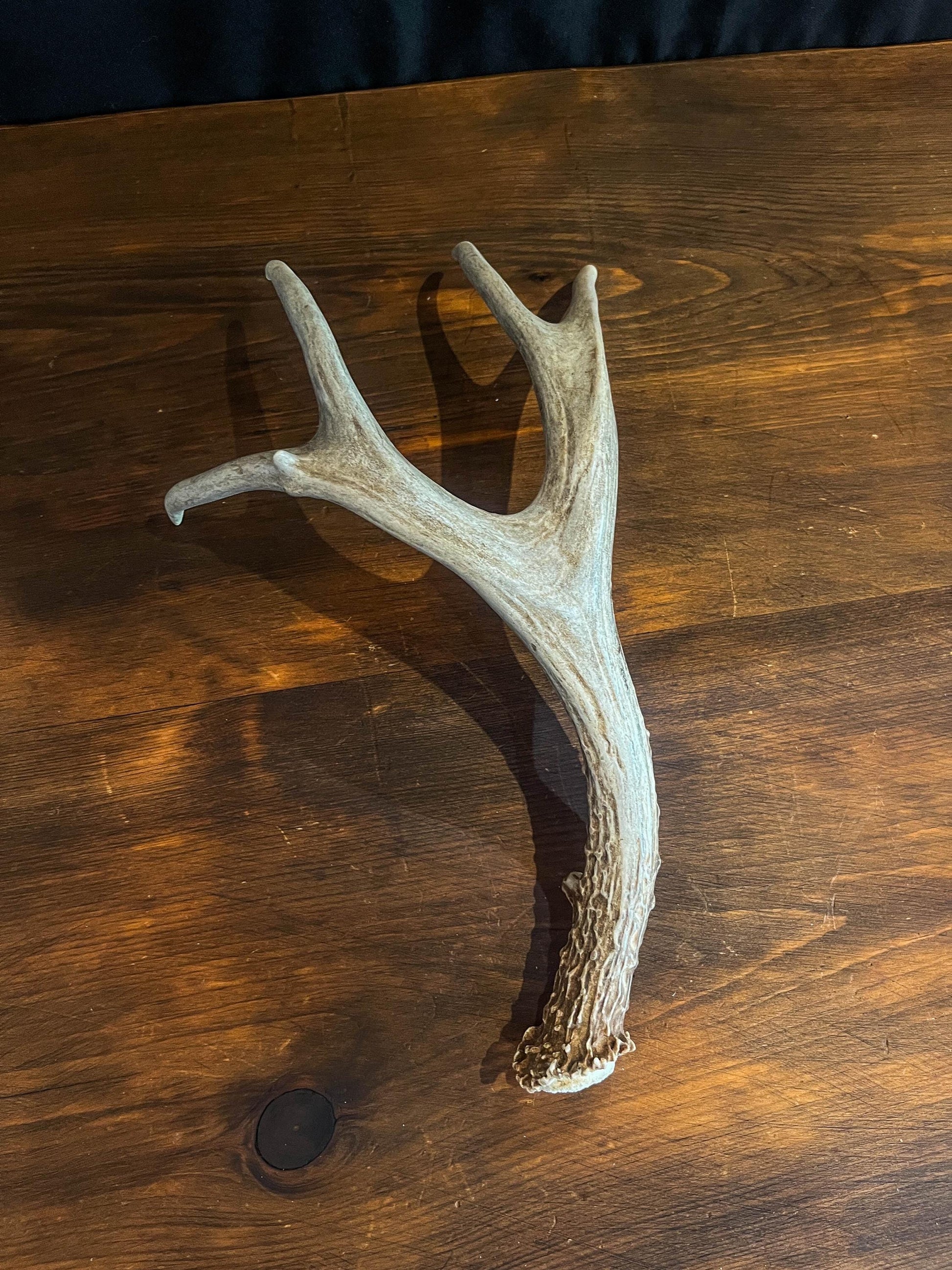 Deer antler - Large Mule deer. Beautiful, Elegant decor item. Crafting, Decor and Interior Design